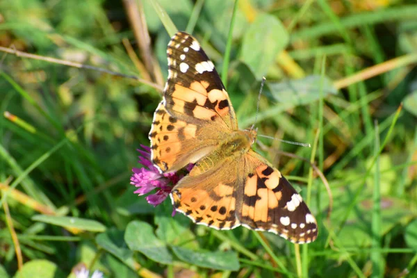 Macro Vanessa Cardui Burdock Butterfly Збирає Пилок Нектар Квітці Рожевої — стокове фото