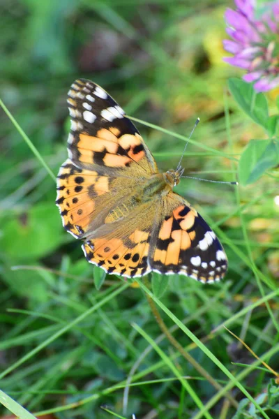 Macro Papillon Bardane Vanessa Cardui Assis Dans Herbe Verte Sur — Photo