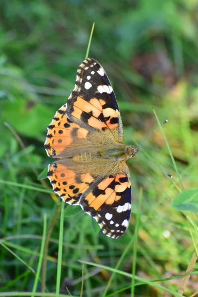 Macro Vanessa Cardui Papillon Bardane Cueillant Pollen Nectar Été Sur — Photo