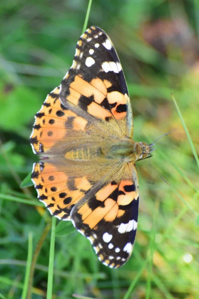 Gros Plan Papillon Bardane Vanessa Cardui Récoltant Pollen Nectar Été — Photo