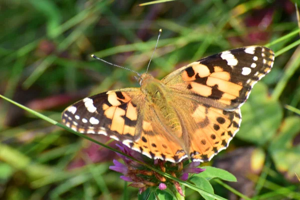 Makro Des Bunten Schmetterlings Vanesa Cardui Klette Sammelt Pollen Und — Stockfoto