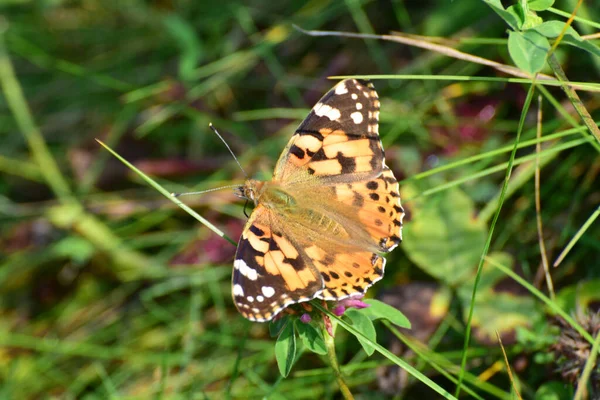 Macro Una Mariposa Multicolor Vanesa Cardui Bardana Recoge Polen Néctar —  Fotos de Stock