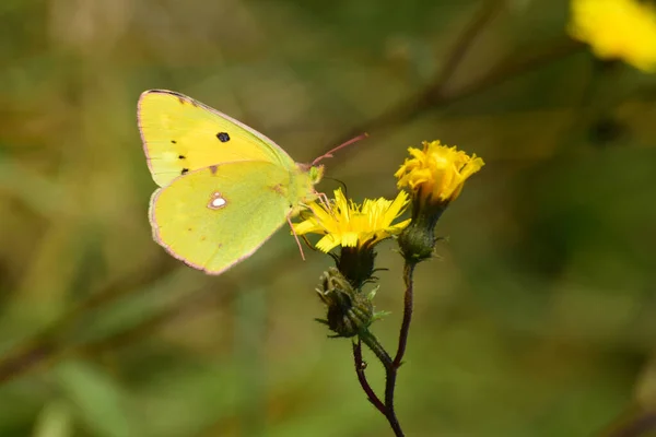 Colias Erate Mâle Jaune Rassemble Pollen Nectar Sur Une Fleur — Photo