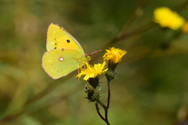 Желтушка Испускает Бабочку Собирает Пыльцу Нектар Желтом Цветке Лугу Подножия — стоковое фото