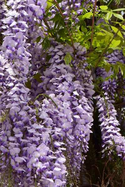 Primer Plano Flores Púrpuras Wisteria Floribunda Entre Hojas Verdes Que — Foto de Stock