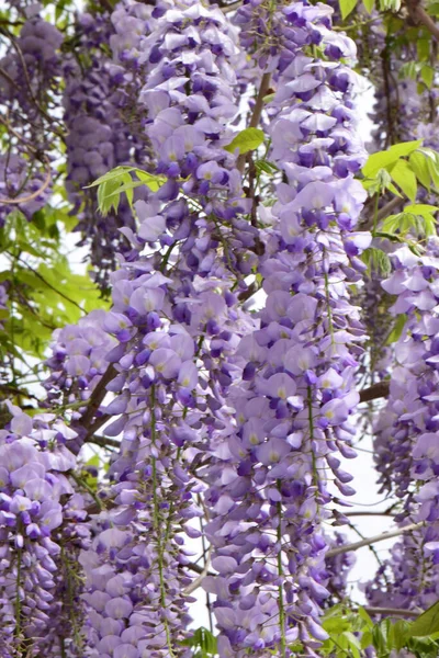 Letní Větve Šeříkové Květy Wisteria Floribunda Rostoucí Podhůří Severního Kavkazu — Stock fotografie