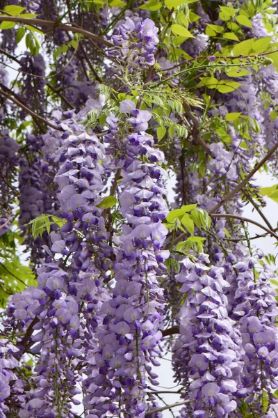 Висячие Ветви Летних Фиолетовых Цветов Wisteria Floribunda Растет Предгорье Парка — стоковое фото