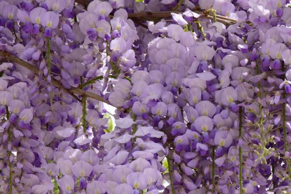 紫色の花の枝をぶら下げる北コーカサスの山麓公園で夏に成長する藤の花 — ストック写真