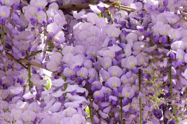 Hanging Cachos Flores Roxas Verão Wisteria Floribunda Crescendo Verão Parque — Fotografia de Stock