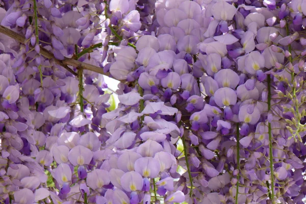 Visící Shluky Fialových Květů Wisteria Floribunda Rostoucí Létě Podhůří Severního — Stock fotografie