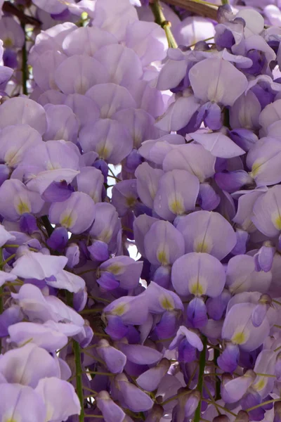 Primer Plano Flores Púrpuras Wisteria Floribunda Creciendo Verano Parque Estribaciones — Foto de Stock