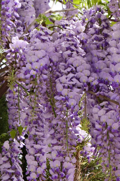 Aglomerados Flores Roxas Wisteria Floribunda Crescendo Parque Sopé Norte Cáucaso — Fotografia de Stock