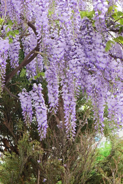 Shluky Fialových Květů Wisteria Floribunda Mezi Zelenými Listy Pozadí Thuja — Stock fotografie