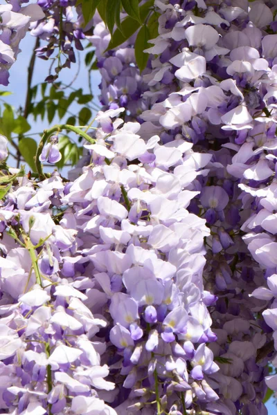 Tappeto Lilla Fiori Glicine Floribunda Che Crescono Estate Nel Parco — Foto Stock