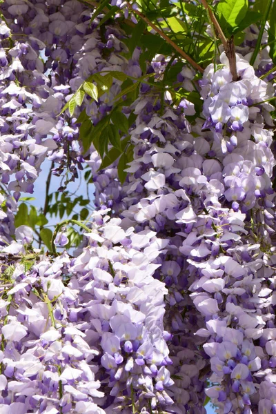 Liliowy Dywan Kwiatów Wisteria Floribunda Rosnących Latem Podgórskim Parku Północnego — Zdjęcie stockowe