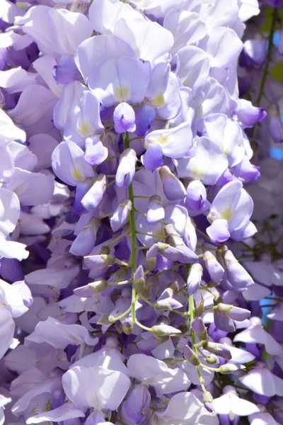 Detailní Záběr Visících Větví Letních Purpurových Květů Wisteria Floribunda Které — Stock fotografie