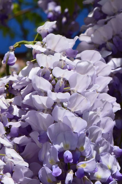 Detailní Záběr Svazků Šeříkových Květů Wisteria Floribunda Pozadí Modré Oblohy — Stock fotografie