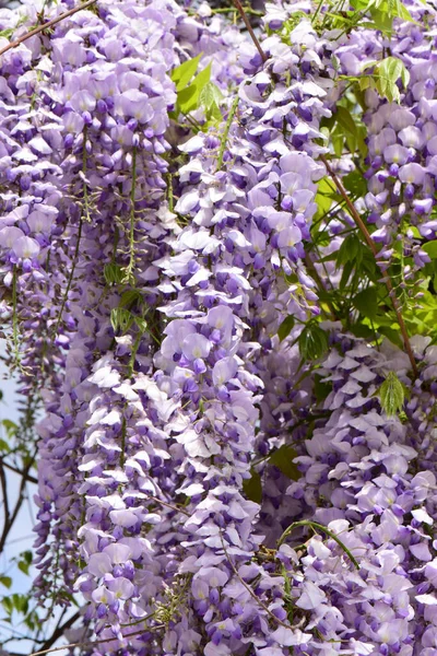 Detailní Záběr Zavěšených Větví Fialových Květů Wisteria Floribunda Které Rostou — Stock fotografie