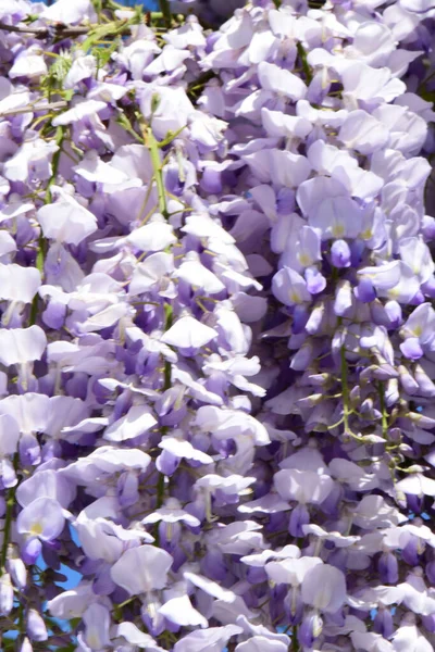 Detailní Záběr Svazků Fialových Květů Wisteria Floribunda Proti Modré Obloze — Stock fotografie