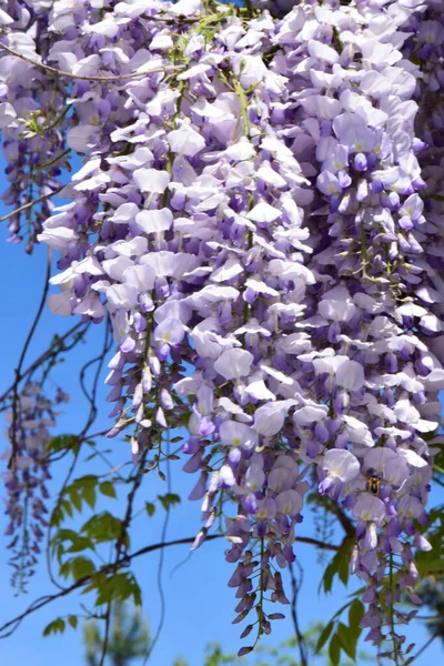 북캅카스의 지대에서 여름에 자라는 하늘에 Wisteria Floribunda 보라색 꽃들의 송이의 — 스톡 사진