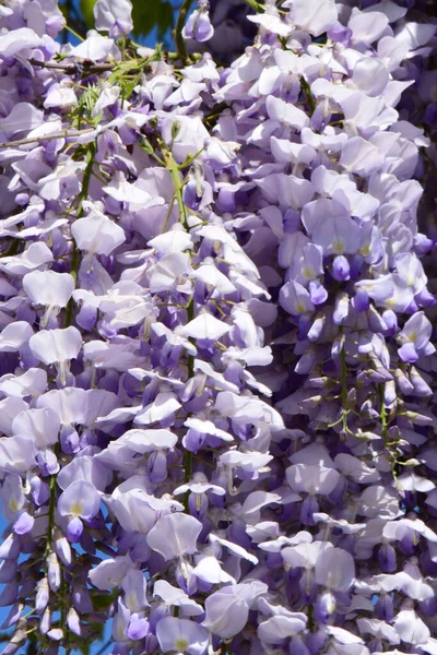 Wiszące Pęczki Purpurowych Kwiatów Wisteria Floribunda Błękitnym Niebie Rośnie Podgórskim — Zdjęcie stockowe