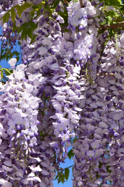 Висячие Пучки Фиолетовых Цветов Wisteria Floribunda Голубом Небе Растет Предгорье — стоковое фото