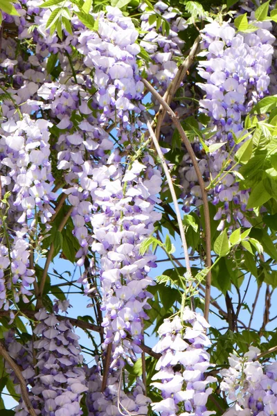 Visící Svazky Letních Purpurových Květů Wisteria Floribunda Zelených Větvích Rostoucích — Stock fotografie