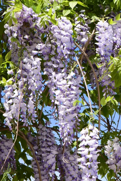 Klastry Letnich Fioletowych Kwiatów Wisteria Floribunda Zielonych Gałęziach Rosnących Podgórskim — Zdjęcie stockowe