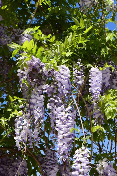 Gromady Fioletowych Kwiatów Wisteria Floribunda Zielonych Gałęziach Rosnących Podgórskim Parku — Zdjęcie stockowe