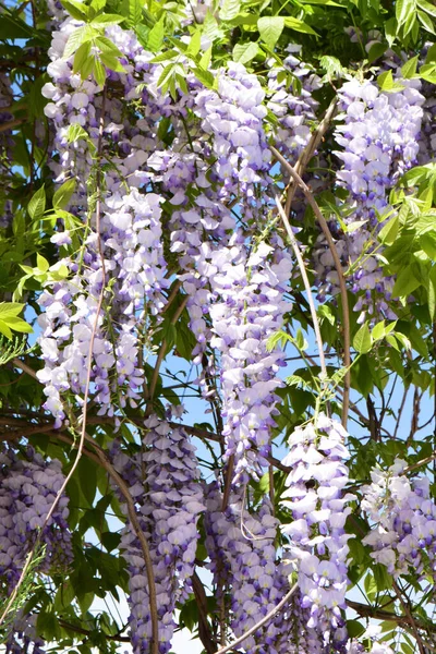 Agățat Ciorchini Flori Violet Vară Din Wisteria Floribunda Ramuri Verzi — Fotografie, imagine de stoc