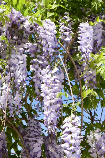 Shluky Fialových Květů Wisteria Floribunda Zelených Listech Které Rostou Létě — Stock fotografie