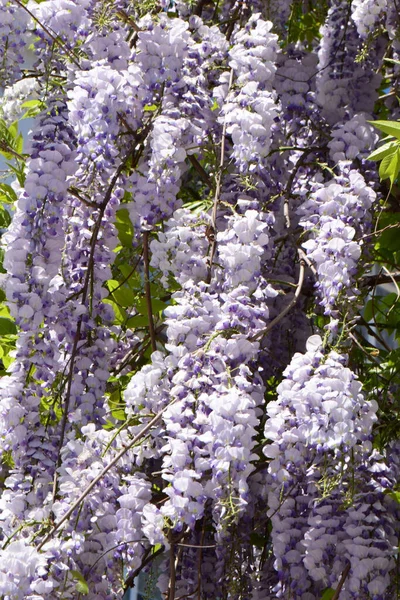 Gromady Fioletowych Kwiatów Wisteria Floribunda Zielonych Liściach Rosnących Podgórskim Parku — Zdjęcie stockowe