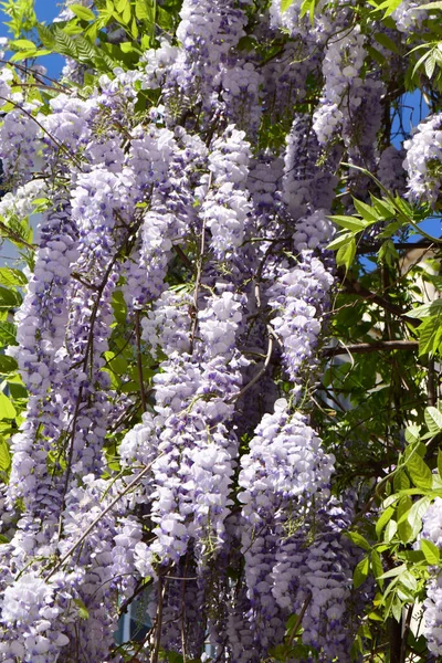 Shluky Fialových Květů Wisteria Floribunda Zelených Listech Které Rostou Podhůří — Stock fotografie