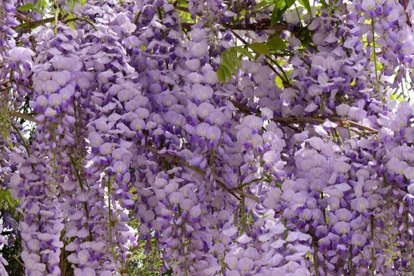 Close Wiszące Młode Gałęzie Kwiatów Lilii Wisteria Floribunda Rośnie Podgórskim — Zdjęcie stockowe