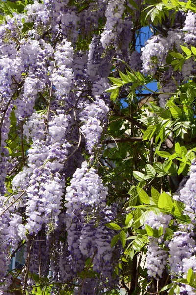 Kluster Lila Blommor Wisteria Floribunda Gröna Grenar Som Växer Foothill — Stockfoto