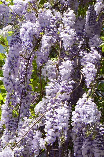 Фиолетовые Висячие Кластеры Летних Цветов Wisteria Floribunda Среди Зеленых Листьев — стоковое фото