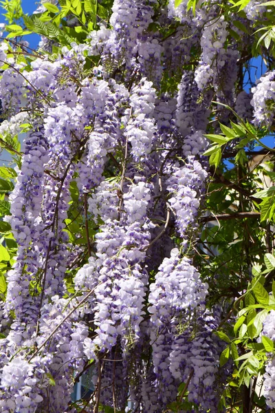 Clústeres Colgantes Púrpuras Flores Verano Wisteria Floribunda Entre Hojas Verdes —  Fotos de Stock