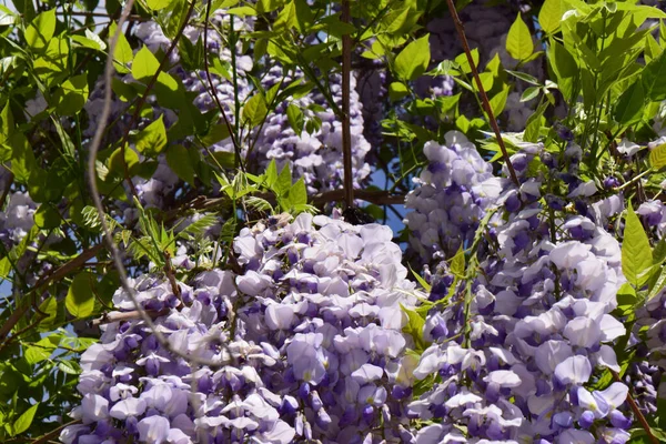 Пурпурные Пучки Летних Цветов Wisteria Floribunda Среди Зеленых Листьев Растущих — стоковое фото