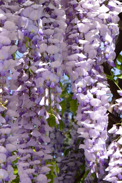 Lilac Letní Květiny Wisteria Floribunda Mezi Zelené Listy Rostoucí Létě — Stock fotografie