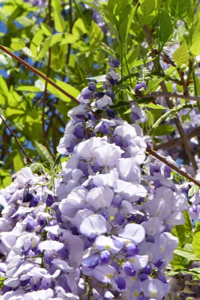 Lilac Květiny Wisteria Floribunda Mezi Zelenými Listy Modré Obloze Rostoucí — Stock fotografie