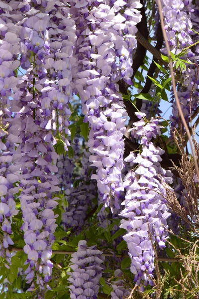 Lilac Letní Květiny Wisteria Floribunda Mezi Zelené Listy Rostoucí Létě — Stock fotografie
