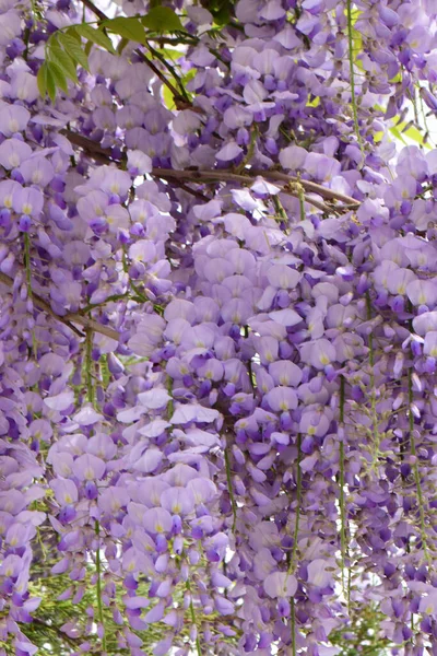 Nyár Lóg Fiatal Ágak Lila Virágok Wisteria Floribunda Növekvő Lábánál — Stock Fotó