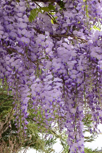 Summer Hanging Branches Lilac Flowers Wisteria Floribunda Growing Foothill Park — Stock Photo, Image