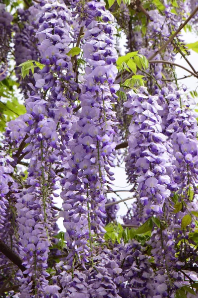 Ramas Verano Flores Púrpuras Wisteria Floribunda Creciendo Parque Estribaciones Del — Foto de Stock