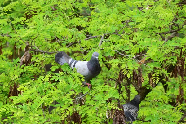 野生のコーカサスの鳩コロンバ リビアは 北コーカサスの丘陵公園にあるAcacia Robinia疑似アカシアの枝にあります — ストック写真