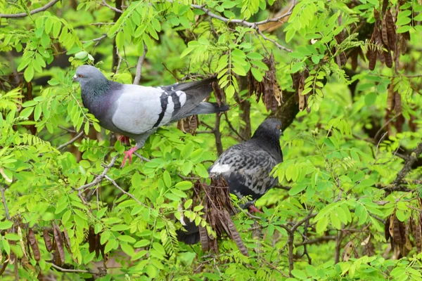 在北考卡苏山麓公园的刺槐绿分枝上栖息着白鸽双子叶 — 图库照片