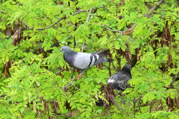 在北考卡苏山麓公园的刺槐绿分枝上栖息着白鸽双子叶 — 图库照片