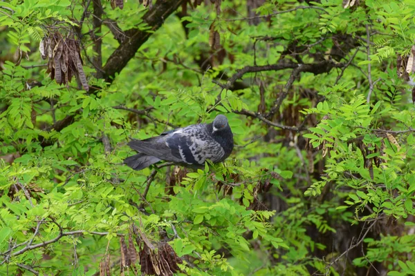 緑豊かなアカシアの枝に座って野生の灰色の鳩コロンバリビア北コーカサスの麓にあるRobinia擬似アカシアの夏の公園 — ストック写真