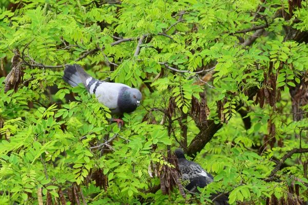 Pombo Columba Livia Alimenta Acácia Verde Selvagem Robinia Pseudoacacia Verão — Fotografia de Stock