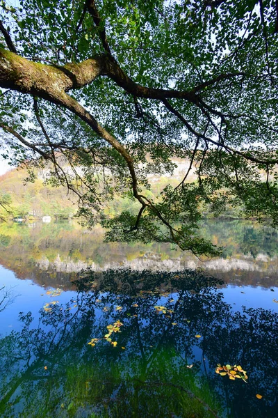 Utsikt Över Stranden Karst Blå Sjö Med Gröna Grenar Träd — Stockfoto